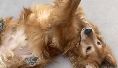 La Pose Signature De Harvey Le Golden Retriever Vole La Classe De Yoga