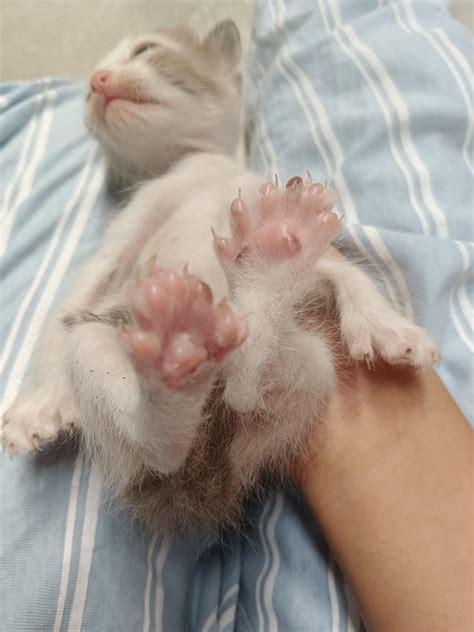 My Cat Has 6 Toes On Her Hind Legs Rmildlyinteresting