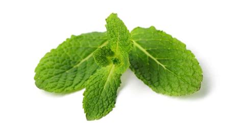 Pudina Health Benefits Chest Congestion To Digestion Know How Mint