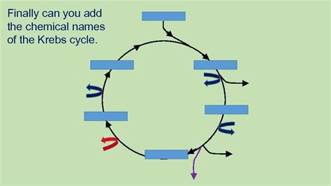 Aerobic respiration and the Krebs cycle Learning objectives