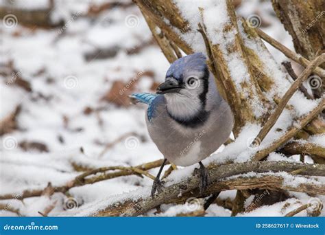 Blue Jay in Its Natural Habitat Stock Image - Image of bird, nature ...