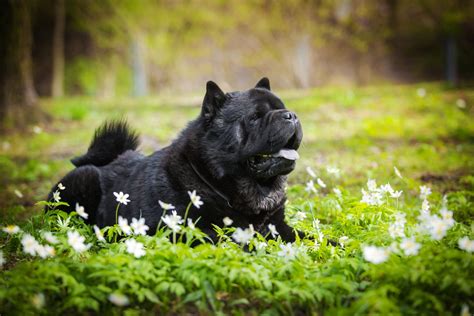 8 Unique Chow Chow Colors: A Guide To Rare Patterns