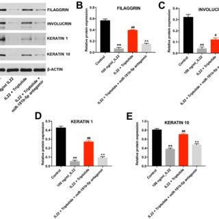 Triptolide Induced The Differentiation Of Il Stimulated Hacat Cells