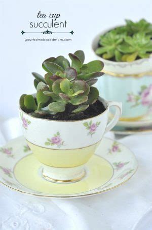 Tea Cup Succulent - Your Homebased Mom