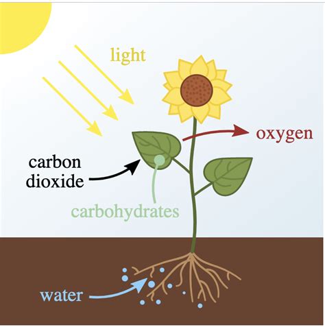 What is Autotrophic Nutrition? - Science Query