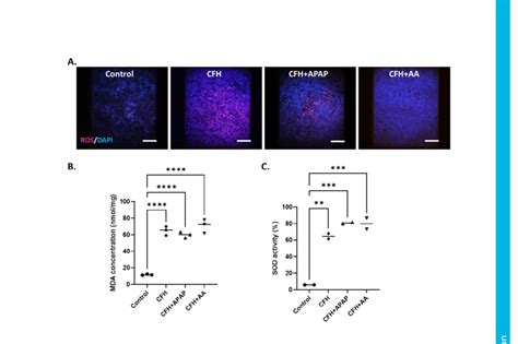 Fig S Acetaminophen And Ascorbate Reduced Ros Induced By Cfh The