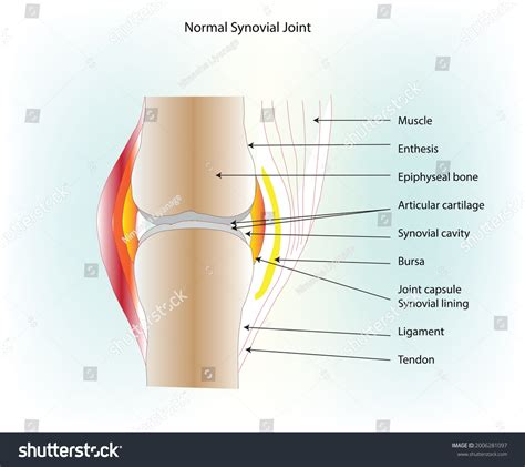 Diarthrosis Images, Stock Photos & Vectors | Shutterstock