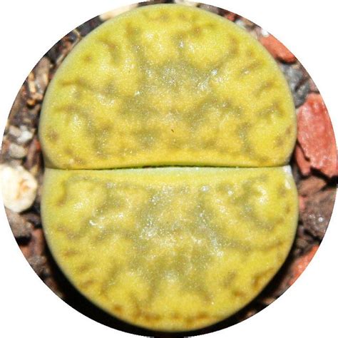 images  lithopsy  pinterest stone cactus africa