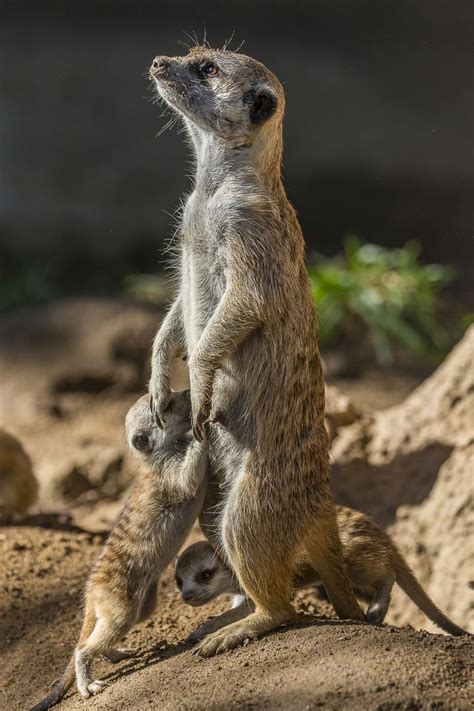 Meerkat Facts: 20 Amazing Facts About Meerkats | KickassFacts.com