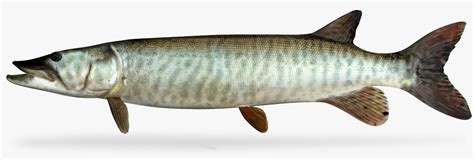 3D muskellunge - TurboSquid 1180102