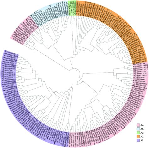 Phylogenetic Tree Of Dreb Proteins From Arabidopsis Thaliana And