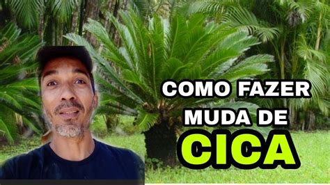 COMO FAZER MUDA DE CICA YouTube