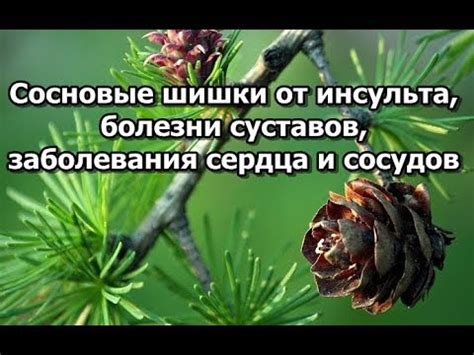 Сосновые шишки от инсульта, болезни суставов, заболевания сердца и ...