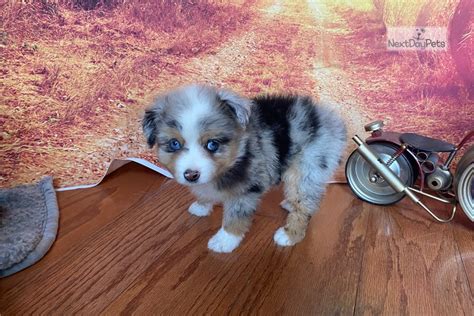 Edgar Miniature Australian Shepherd Puppy For Sale Near Lubbock Texas