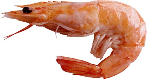 Shrimp Png Transparent Images