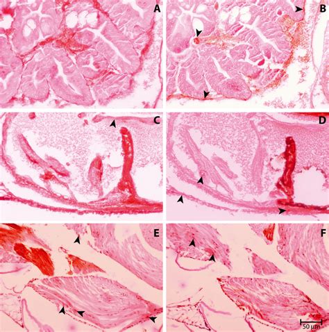 Macrobrachium Rosenbergii Immunohisto Chemical Analysis Tissue