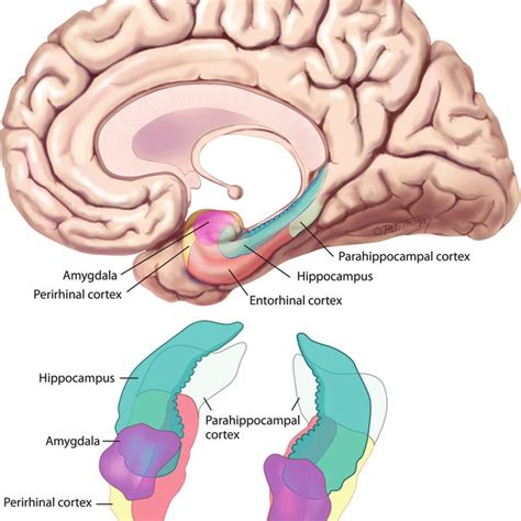 Medial Temporal Lobe Processing Of Exteroceptive And Interceptive