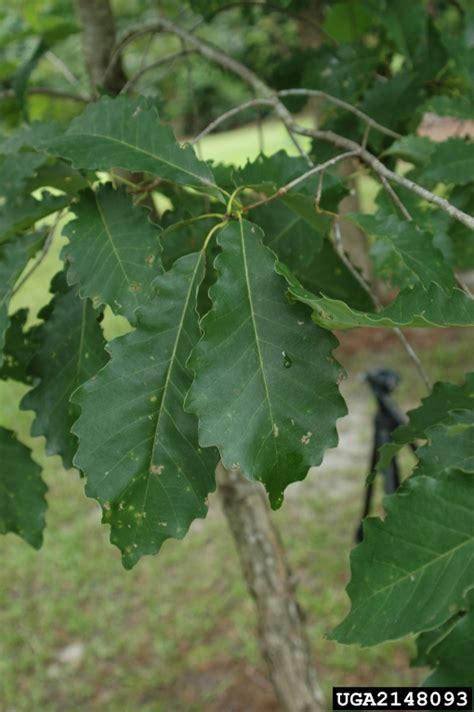 Dwarf Chinkapin Oak Quercus Prinoides Fagales Fagaceae 2148093