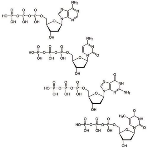 G-Biosciences DEOXYNUCLEOTIDE SET [100MM], 4 X 25µMOLE, Quantity: Each ...