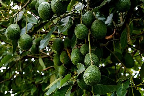 Fertilizer For Avocado Trees Avocado Tree Fertilization Guide