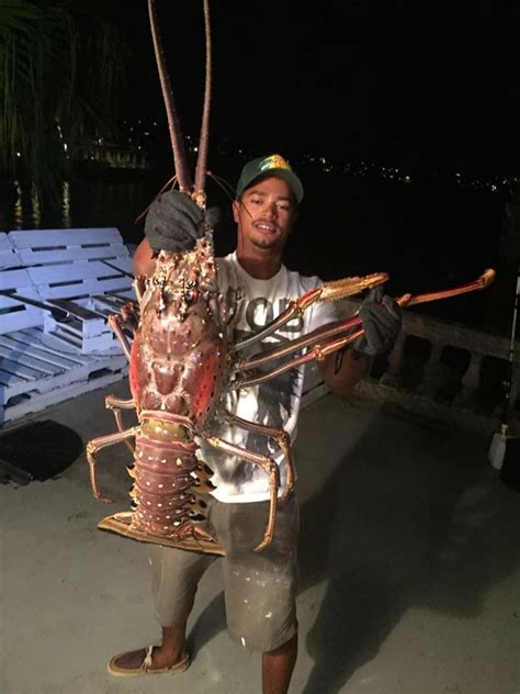 ‘huge 14 Pound Lobster Caught In Bermuda After Hurricane The