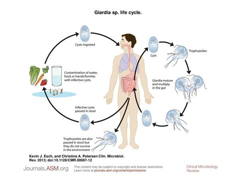 Giardia Life Cycle