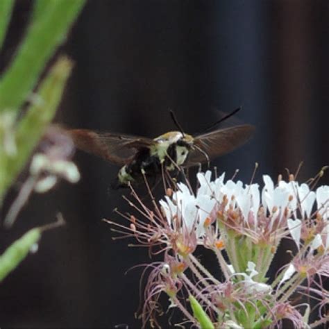 Snowberry Clearwing Project Noah