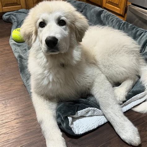 Baxter Great Pyrenees Rescue Of Atlanta