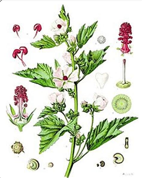 Althaea Officinalis plant [13] | Download Scientific Diagram