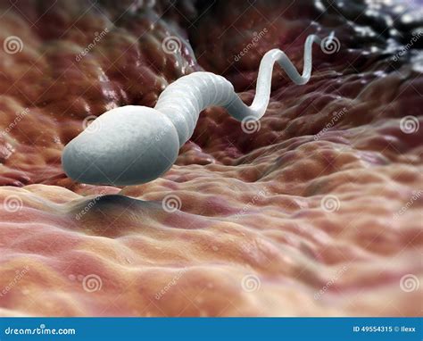 Single Male Sperm Cell Stock Illustration Image 49554315