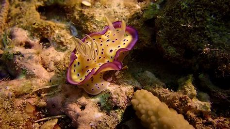 Sea Slugs Are Awesome Youtube