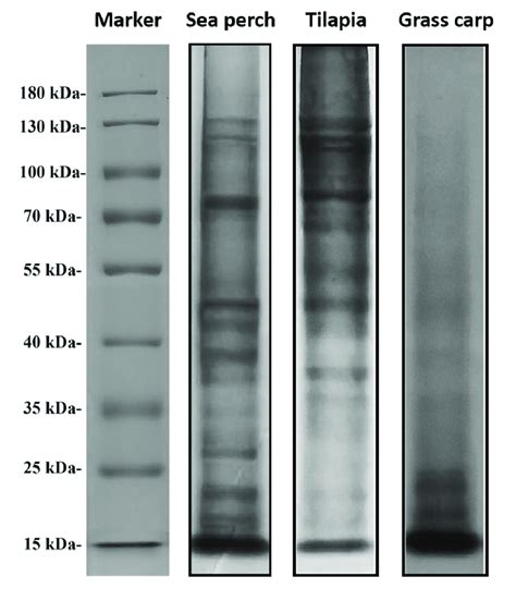 Sds Page Patterns Of Skin Gelatins Extracted From Sea Perch Tilapia