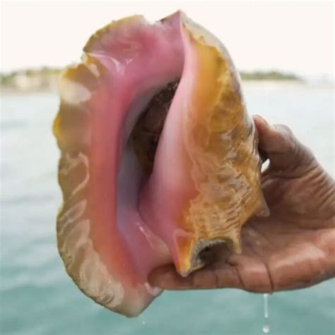 Caribbean Queen Conch San Salvador Seafood Company