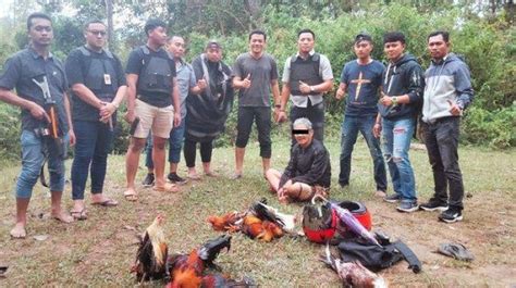 Kakek Paruh Baya Dan 7 Ekor Ayam Diamankan Dari Arena Judi Sabung Ayam