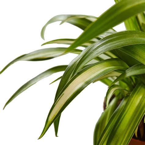 Spider Plants: Pet-Friendly, Easy-Care Indoor Beauties – Mental Houseplants™