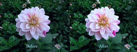 Before and After Flower 1 by IcyPheonix on DeviantArt