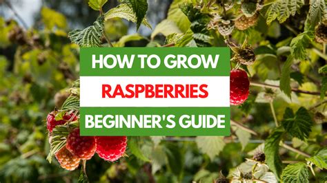 How To Grow Raspberries A Beginner S Guide Gardening Eats