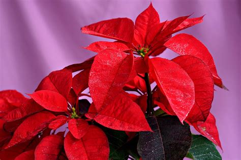 Red Leaves Poinsettia Plant - Free photo on Pixabay - Pixabay