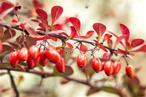 Berberine: Benefits, What to Know, and How to Take It