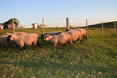 Hampshire Down Fazenda Basso E Pancotte Gen Tica De Resultado