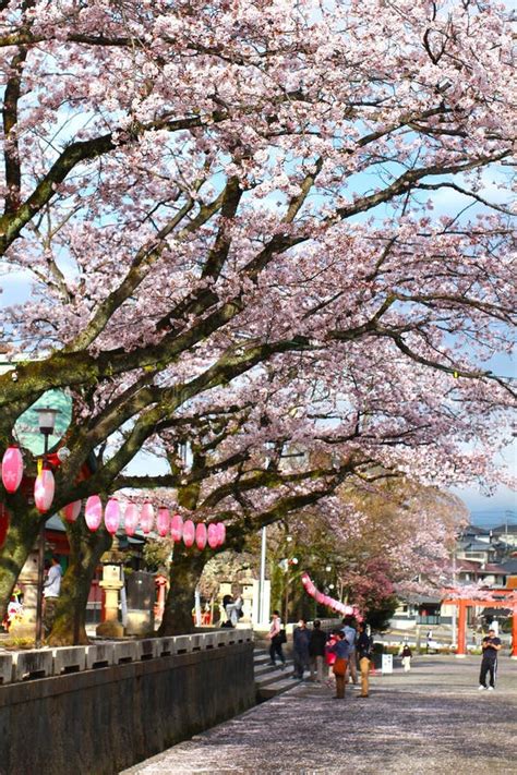 SAKURA in FUJISAN SENGEN SHRINE ,FUJINOMIYA CITY, JAPAN Editorial Image - Image of love, plant ...