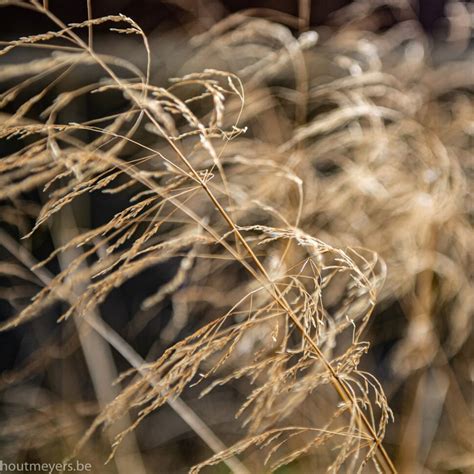 DESCHAMPSIA CESPITOSA - Houtmeyers Plantencentrum en Boomkwekerij Laakdal