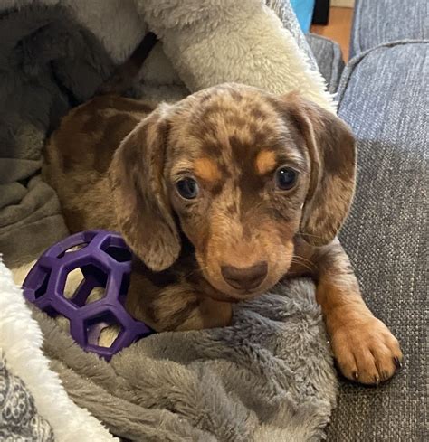 Miniature Dachshund Puppies For Sale Bronx NY 390305