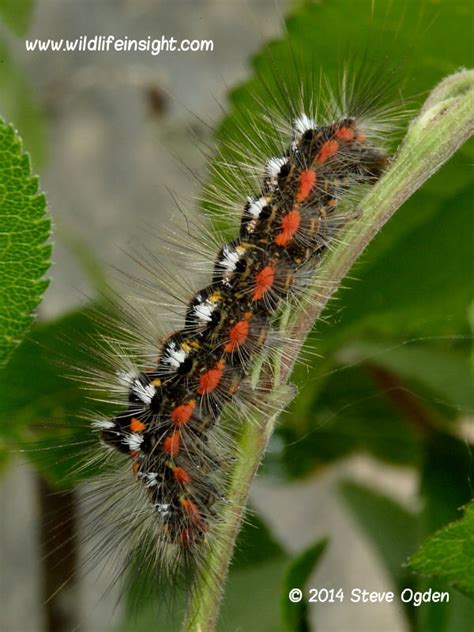 Yellow Tail Moth And Caterpillar Euproctis Similis