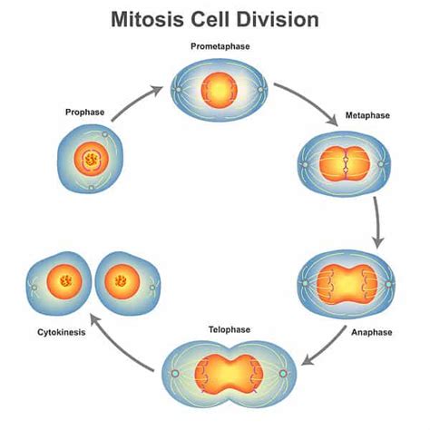 Mitosis Vs Meiosis Sự Khác Biệt Chính Là Gì ⋆ Cá Cảnh Mini