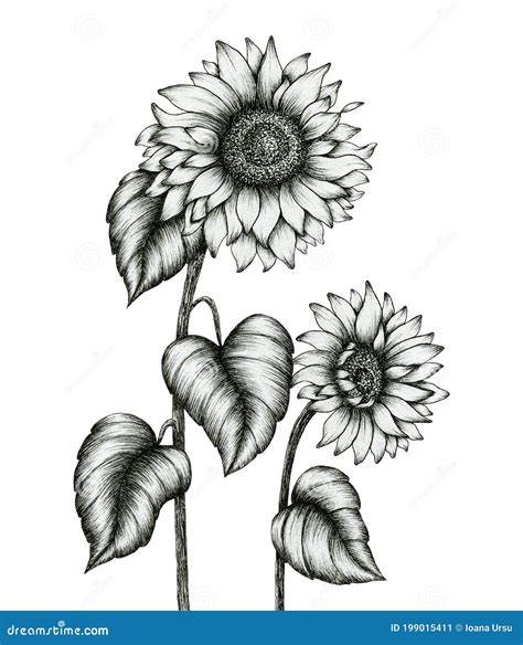 How To Draw A Realistic Sunflower