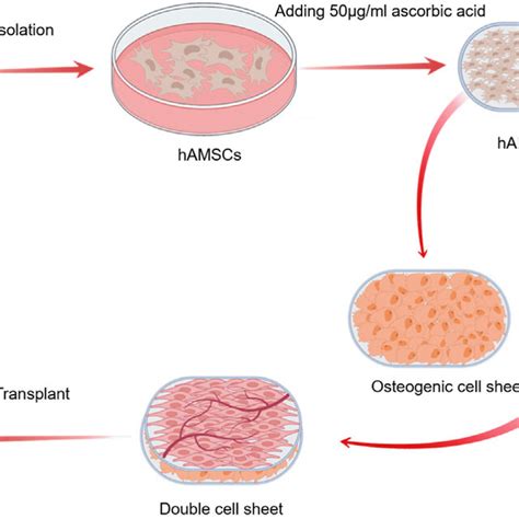 Schematic Diagram Of The Experimental Procedure Hamscs Human Amniotic