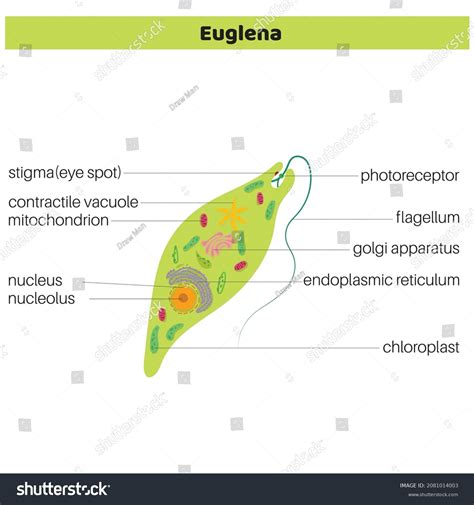 Anatomy Euglena Vector Diagram Educational Science Stock Vector Royalty Free 2081014003