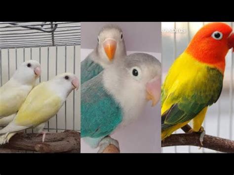 Rosicoli Creamino Lovebirds Price In Pakistan Green Euwing Opaline