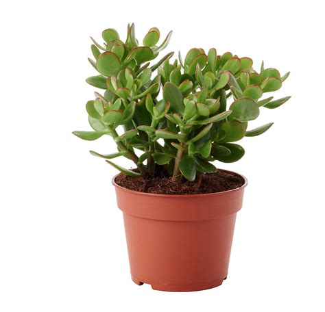 Ovata Jade Plant Do Crassula Planta De Dinheiro Fim Suculento Da